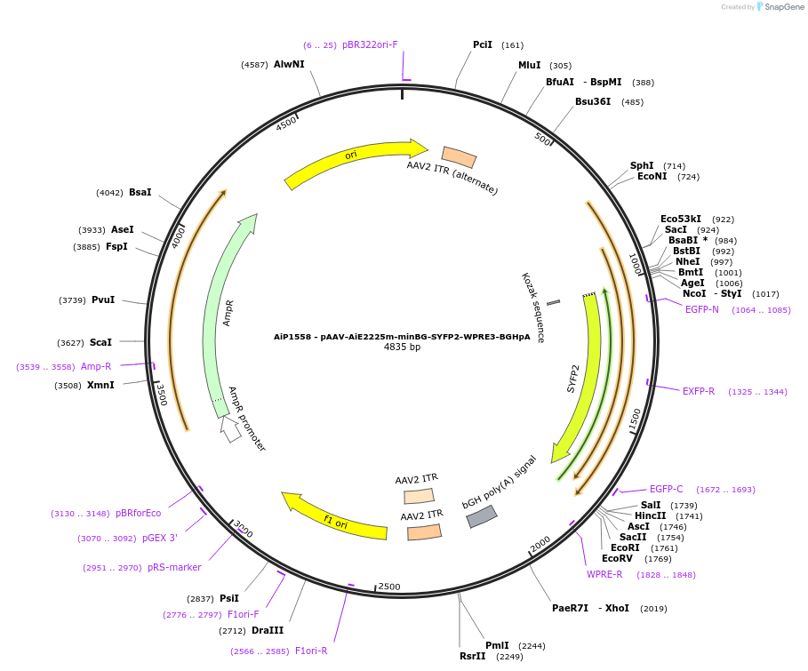 241528-plasmid-map-sequence-id-502245