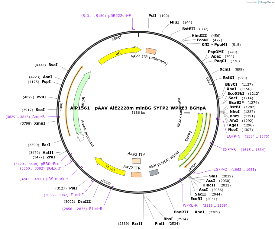 241531-plasmid-map-sequence-id-502247