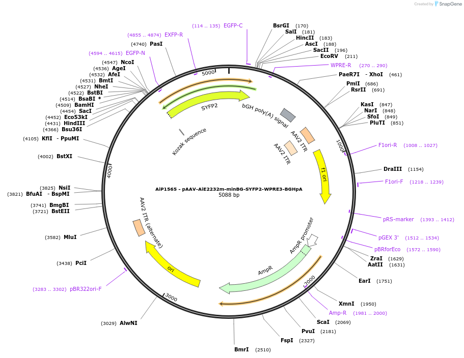 241535-plasmid-map-sequence-id-502250