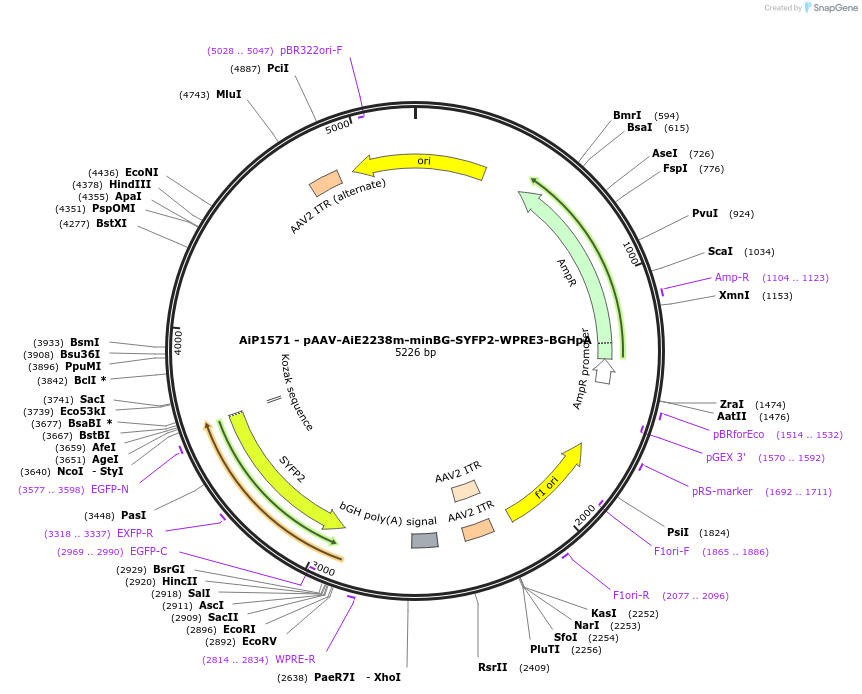 241540-plasmid-map-sequence-id-502254