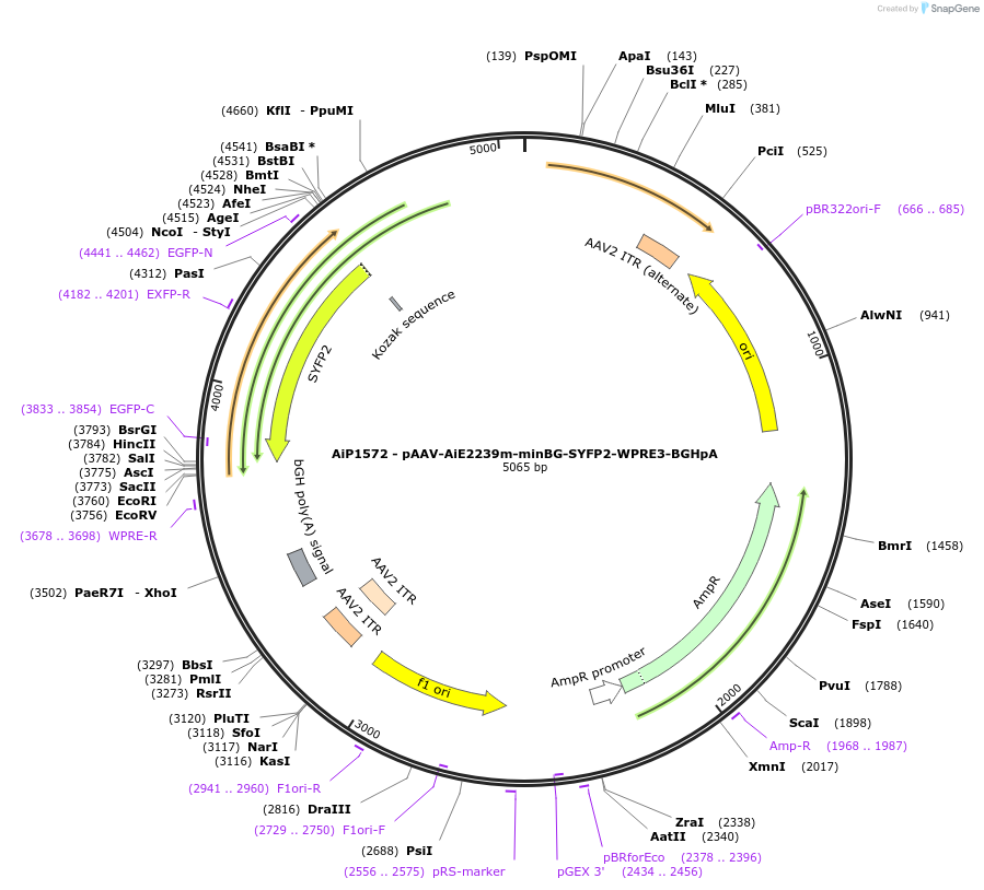 241541-plasmid-map-sequence-id-502255