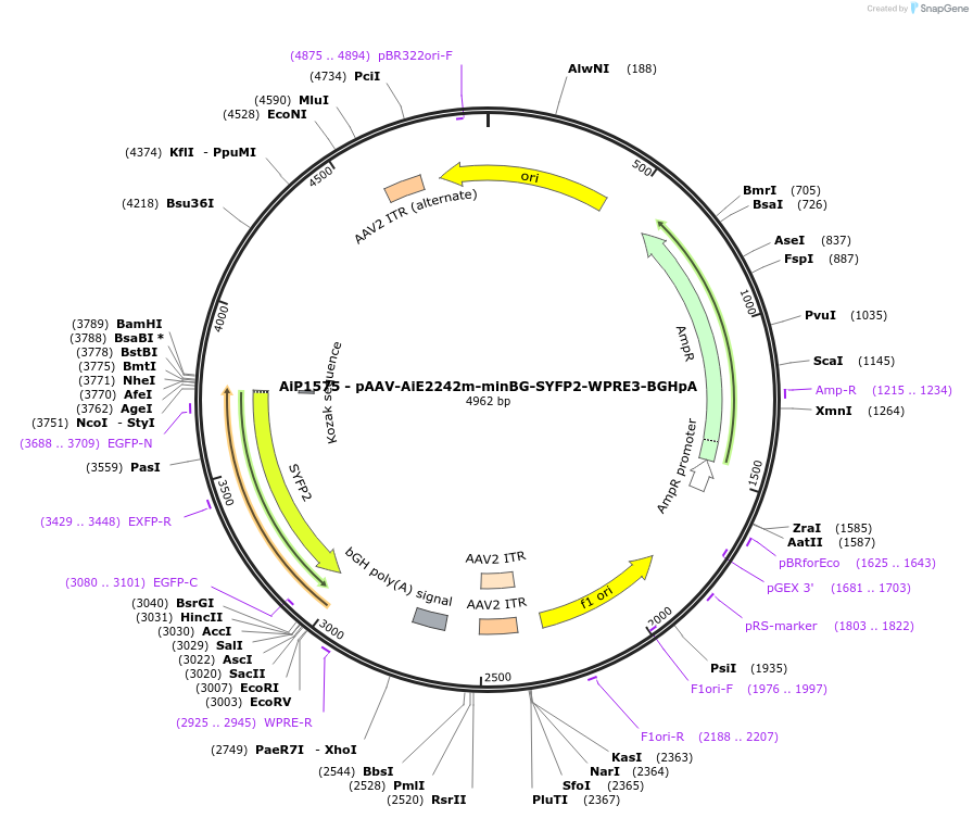 241544-plasmid-map-sequence-id-502257