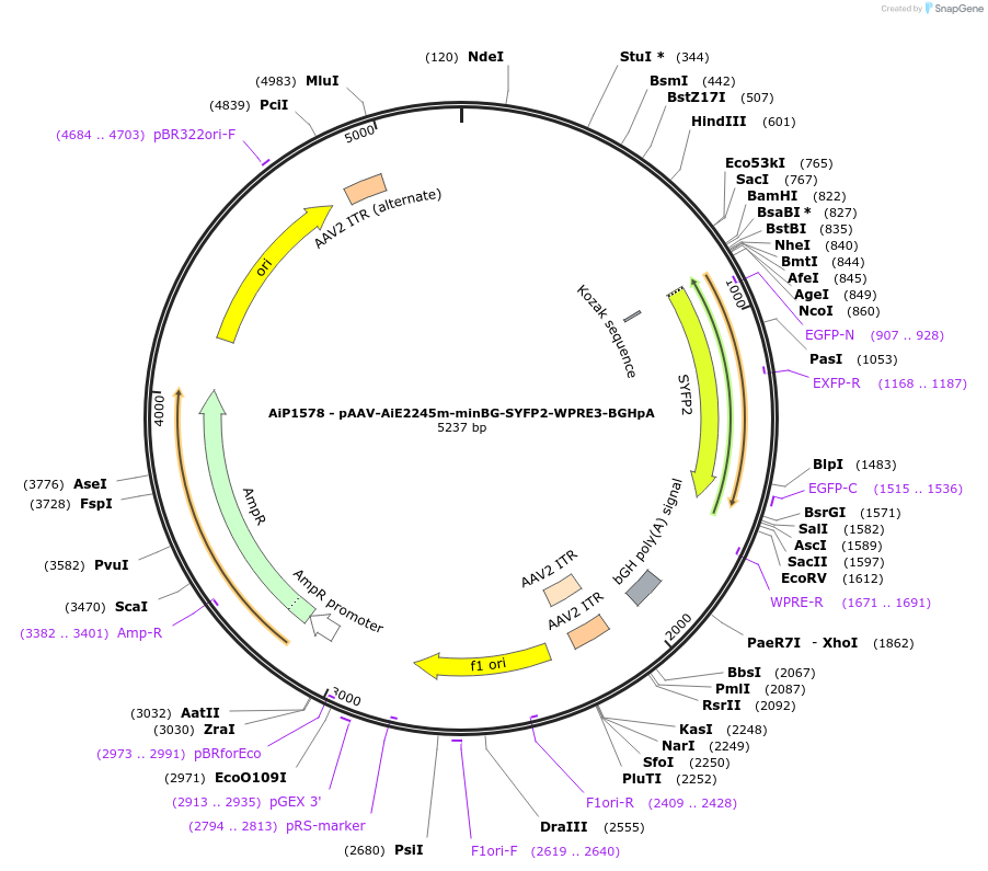241547-plasmid-map-sequence-id-502258