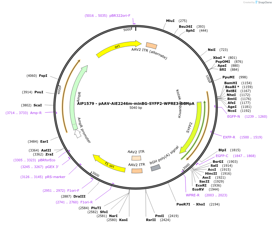 241548-plasmid-map-sequence-id-502259