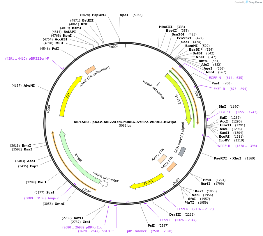 241549-plasmid-map-sequence-id-502260