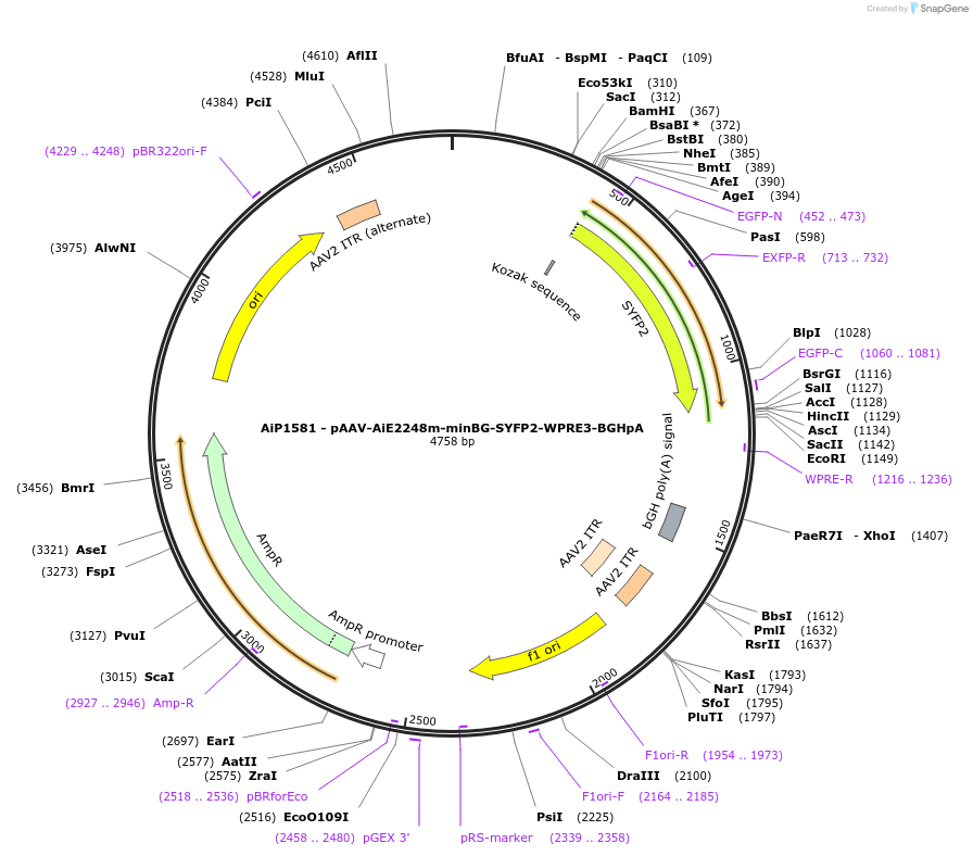 241550-plasmid-map-sequence-id-502261