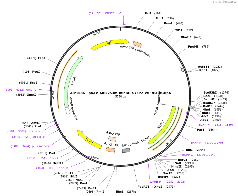 241555-plasmid-map-sequence-id-502266