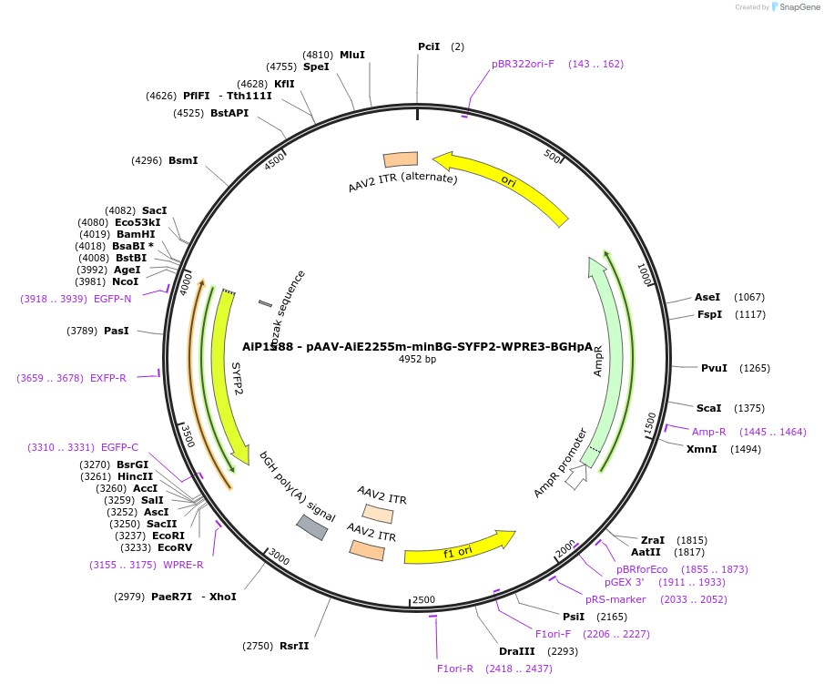 241557-plasmid-map-sequence-id-502267