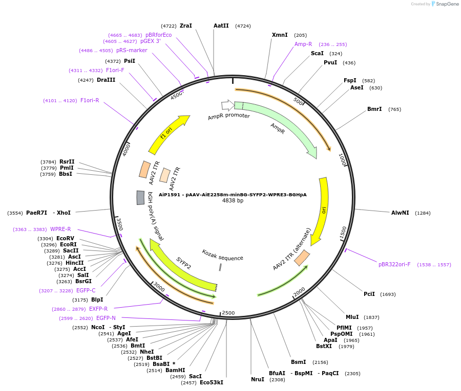 241560-plasmid-map-sequence-id-502270