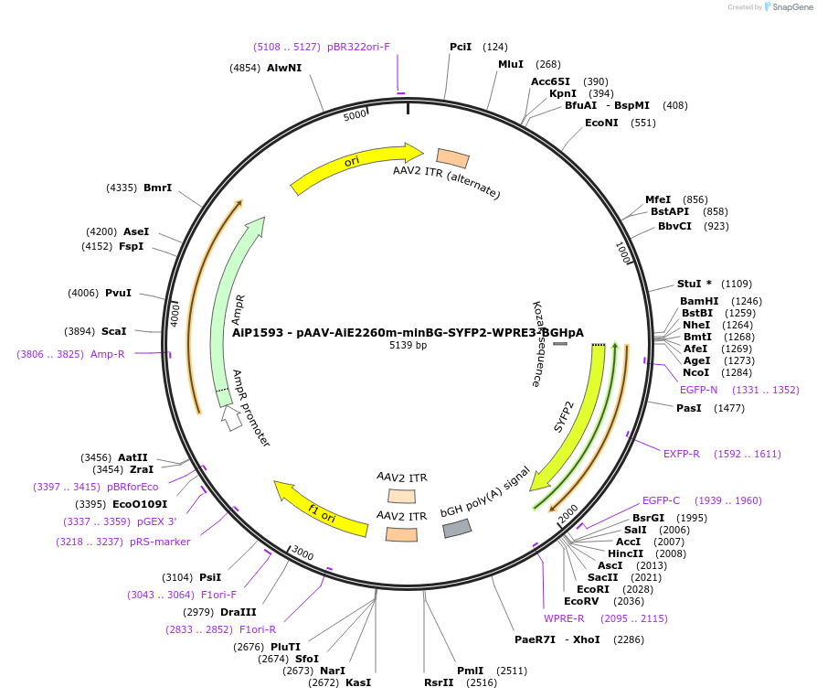 241562-plasmid-map-sequence-id-502272
