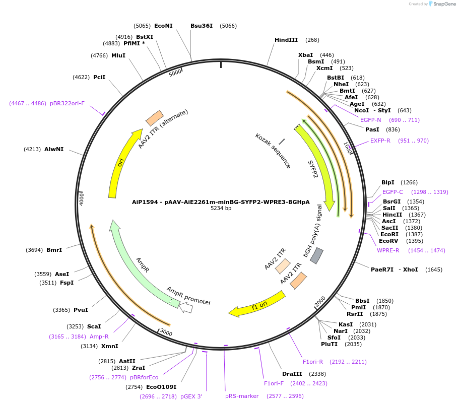 241563-plasmid-map-sequence-id-502273