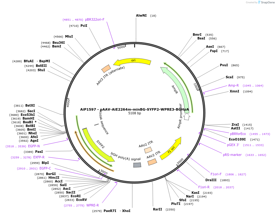 241566-plasmid-map-sequence-id-502276