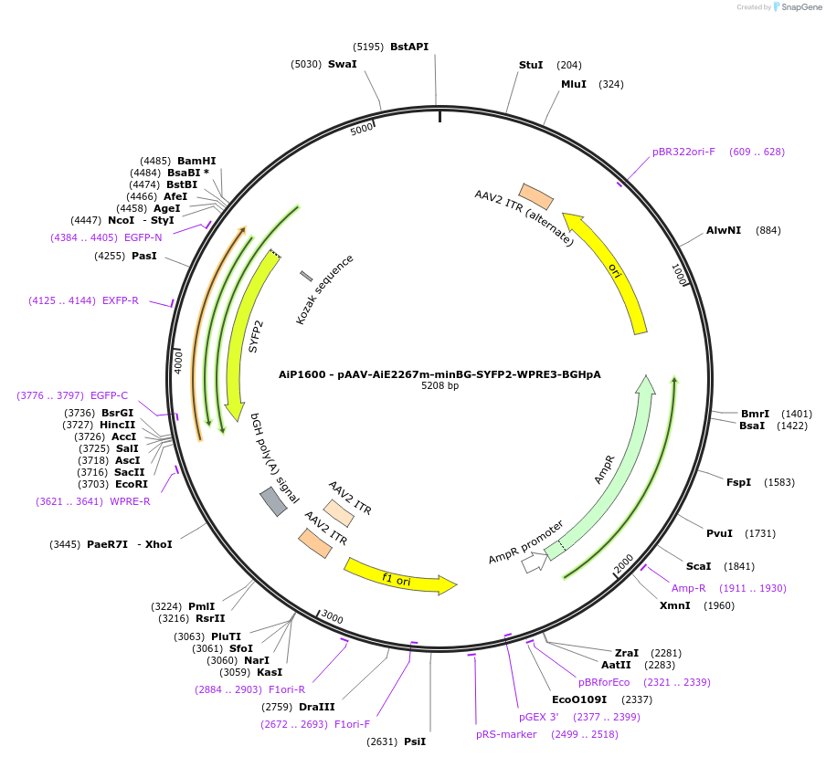 241569-plasmid-map-sequence-id-502278