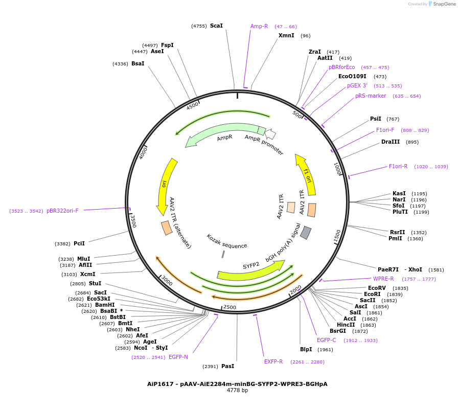 241571-plasmid-map-sequence-id-502279