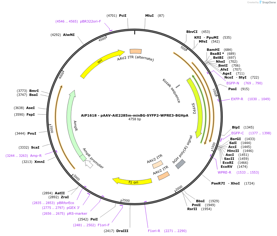 241572-plasmid-map-sequence-id-502280