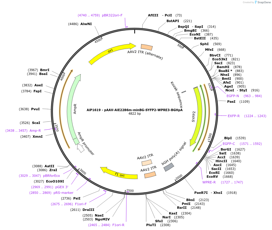 241573-plasmid-map-sequence-id-502281