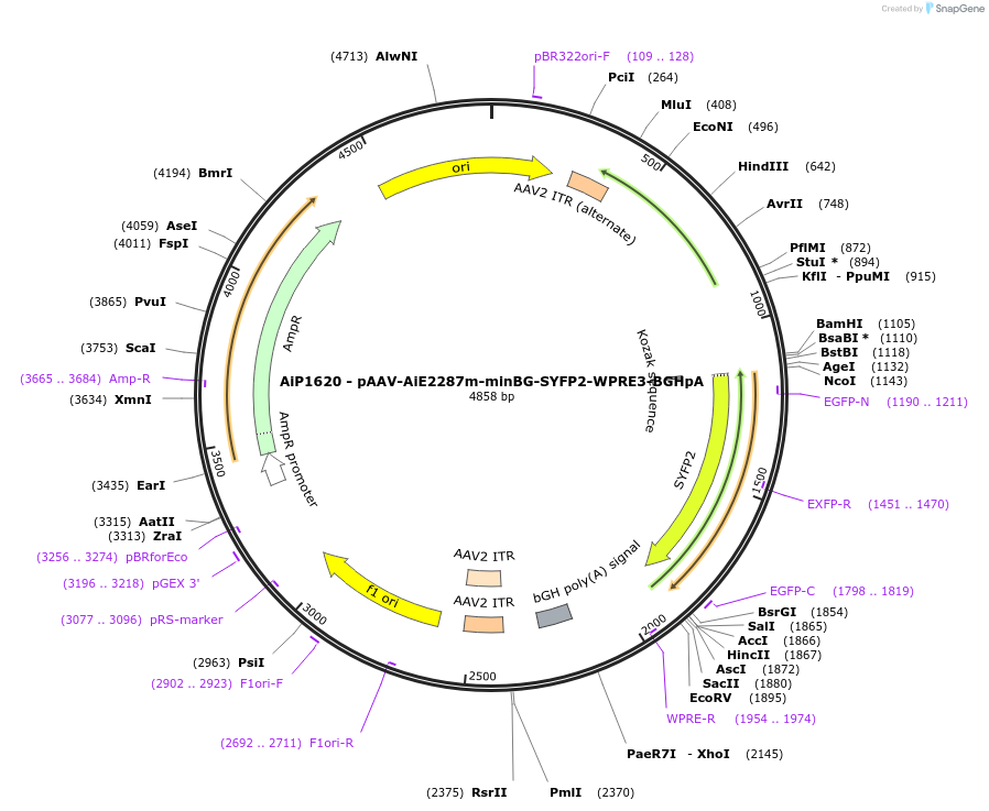 241574-plasmid-map-sequence-id-502282