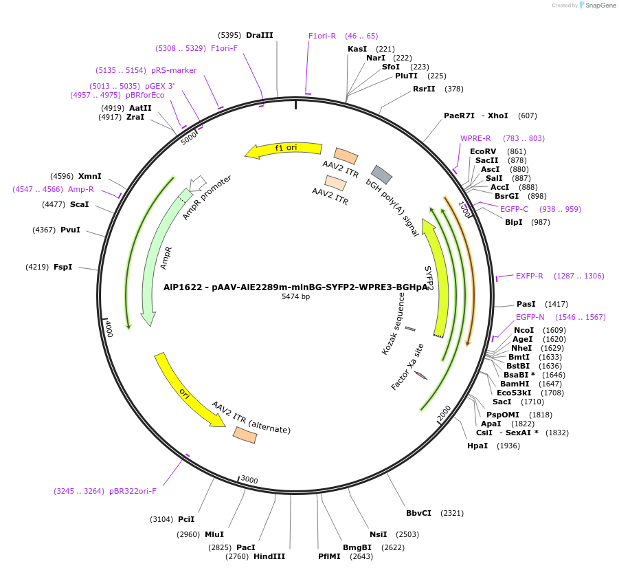 241576-plasmid-map-sequence-id-502283