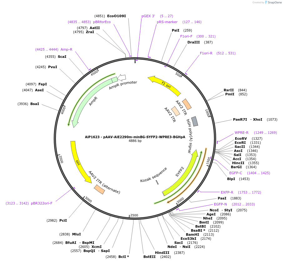 241577-plasmid-map-sequence-id-502284