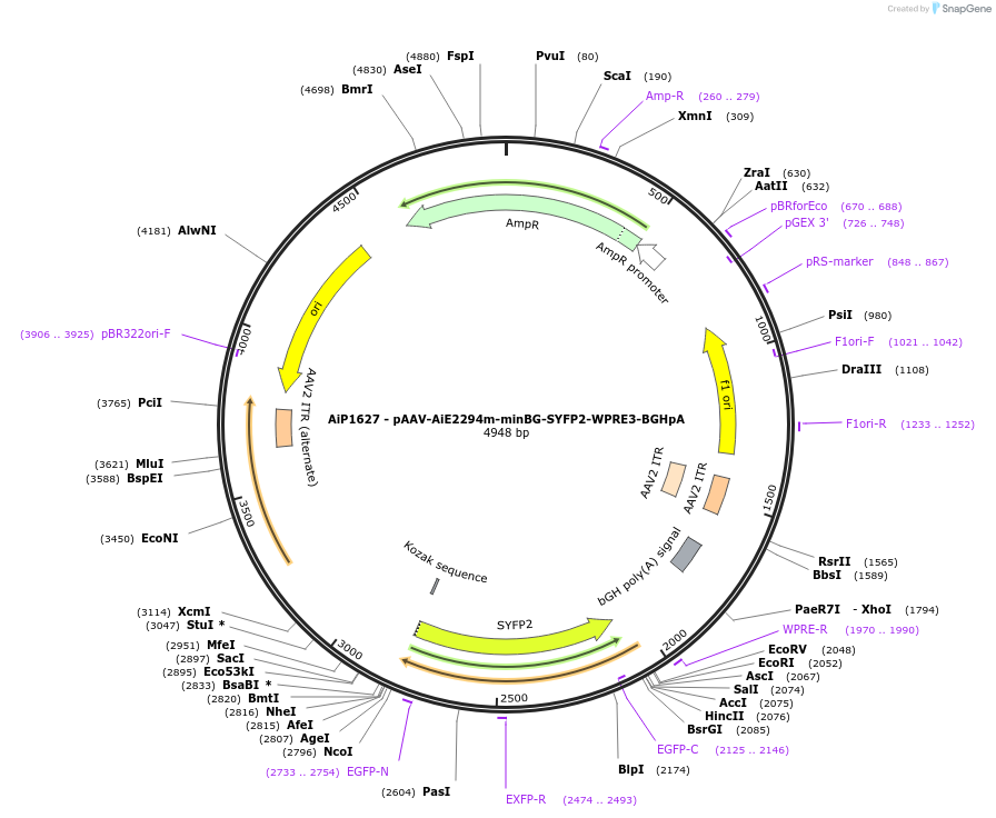 241581-plasmid-map-sequence-id-502286