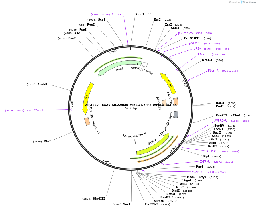 241583-plasmid-map-sequence-id-502287