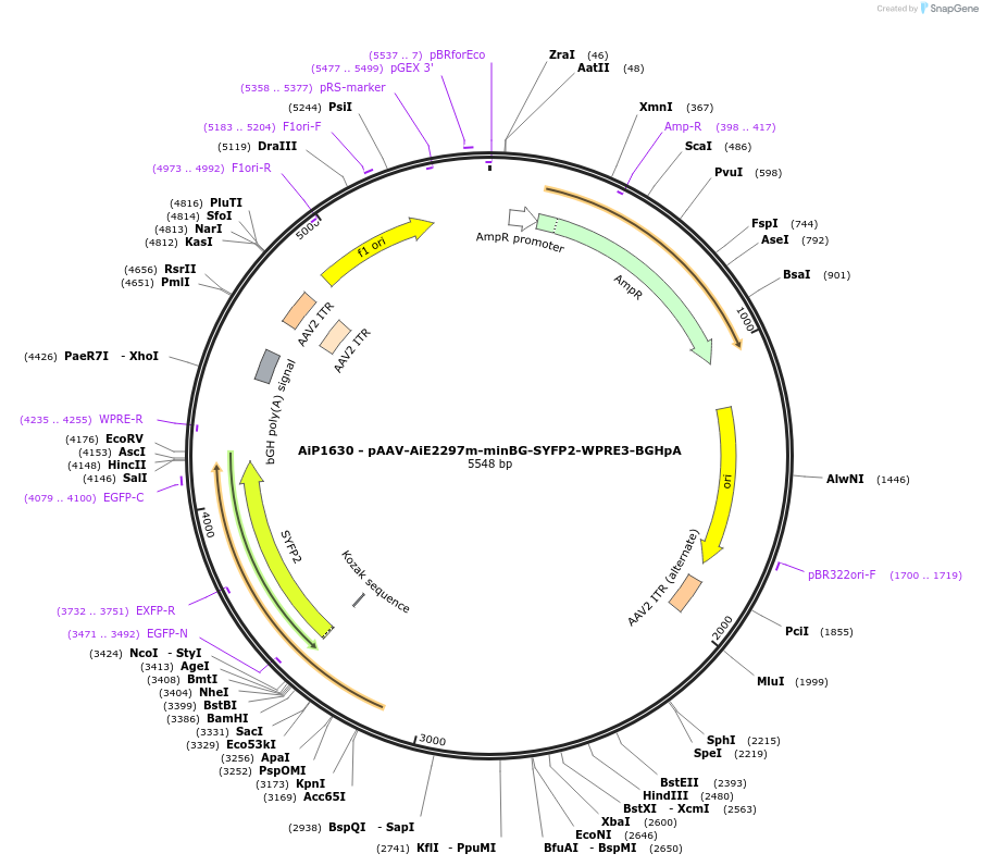 241584-plasmid-map-sequence-id-502288