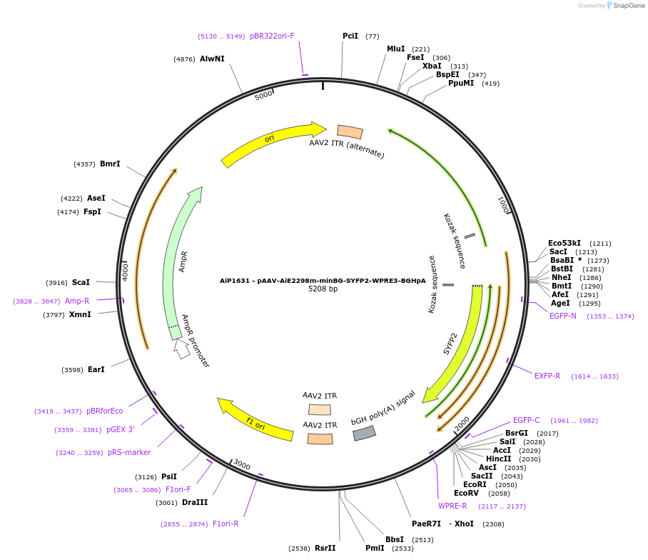 241585-plasmid-map-sequence-id-502289
