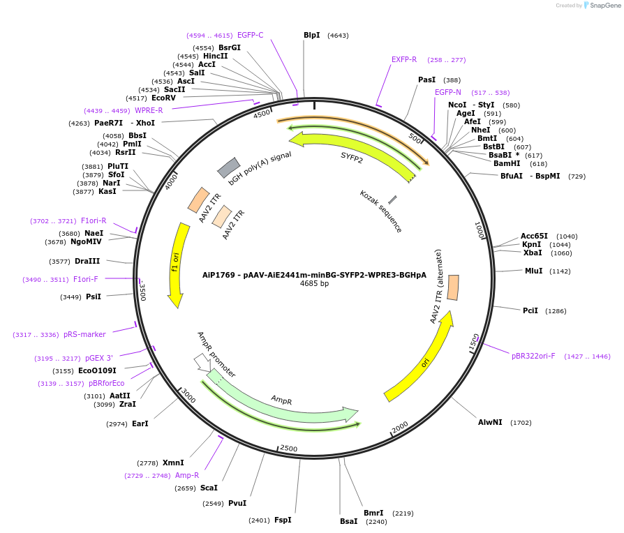 241586-plasmid-map-sequence-id-502290