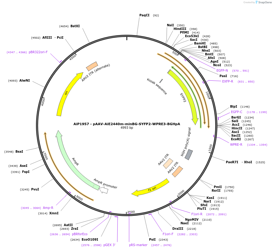 241594-plasmid-map-sequence-id-502291