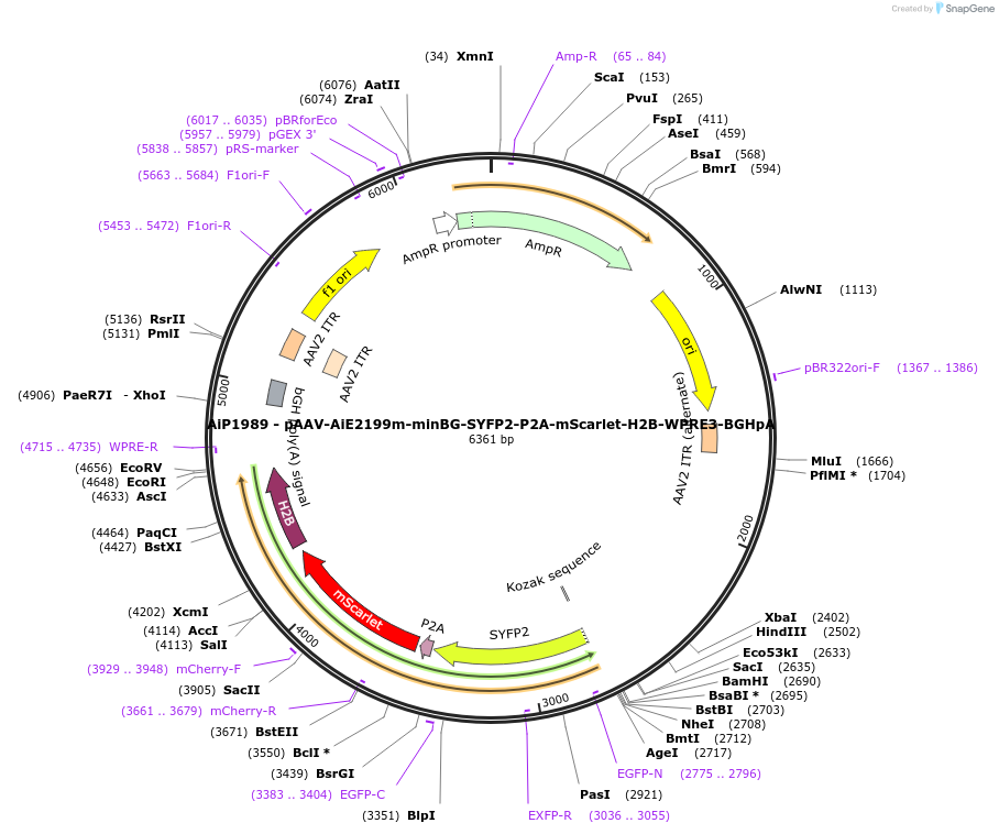 241595-plasmid-map-sequence-id-502292