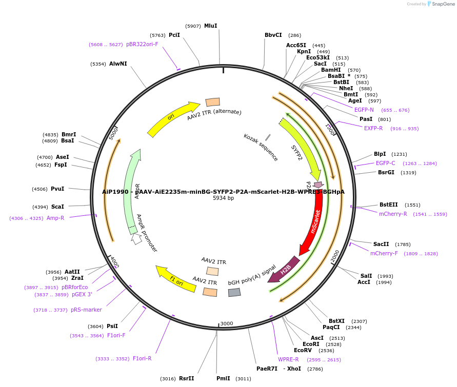 241596-plasmid-map-sequence-id-502293