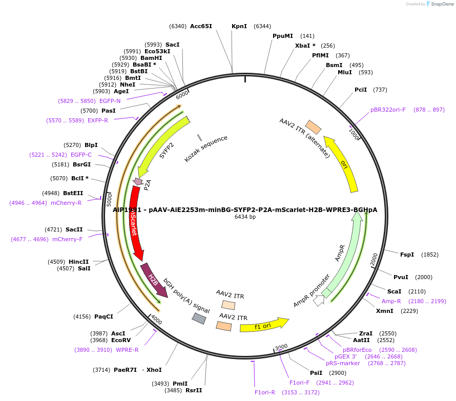 241597-plasmid-map-sequence-id-502294