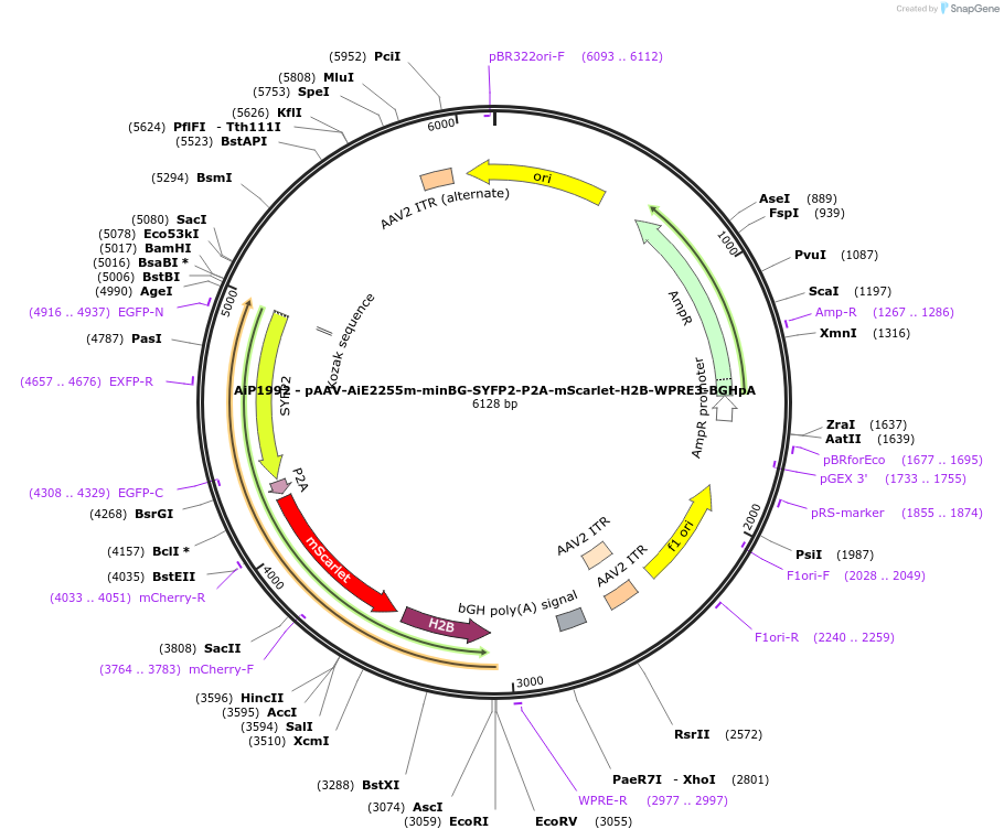 241598-plasmid-map-sequence-id-502295