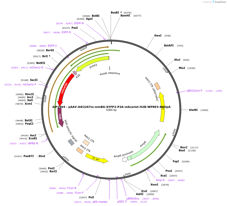 241600-plasmid-map-sequence-id-502296
