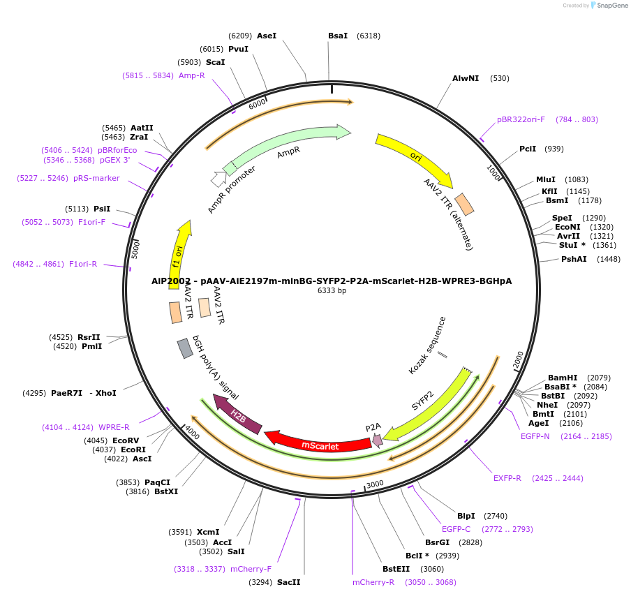 241606-plasmid-map-sequence-id-502297