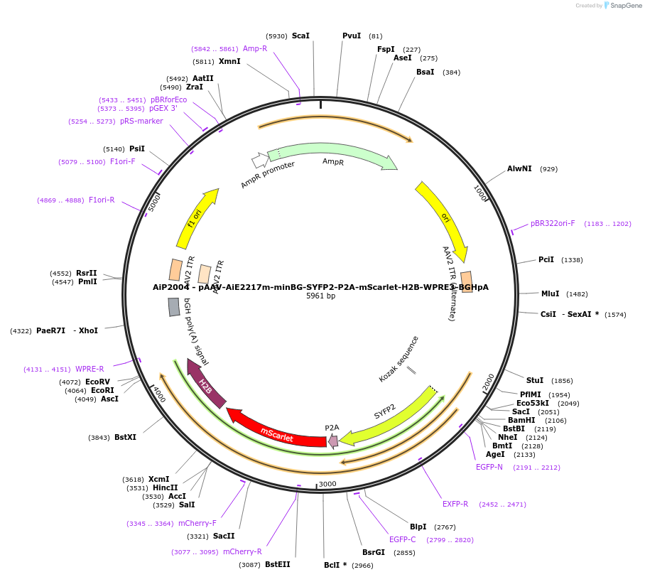 241608-plasmid-map-sequence-id-502298
