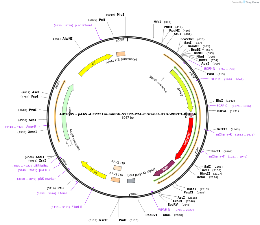 241609-plasmid-map-sequence-id-502299