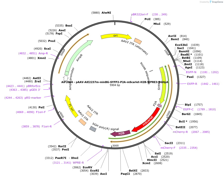 241610-plasmid-map-sequence-id-502300
