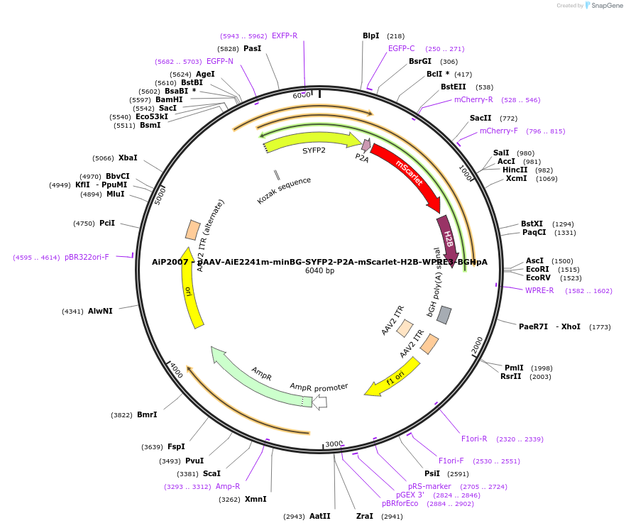 241611-plasmid-map-sequence-id-502301