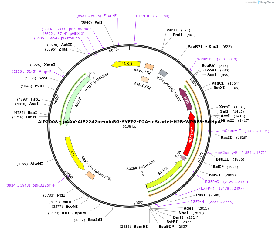 241612-plasmid-map-sequence-id-502302