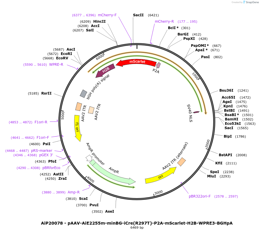 241622-plasmid-map-sequence-id-502303