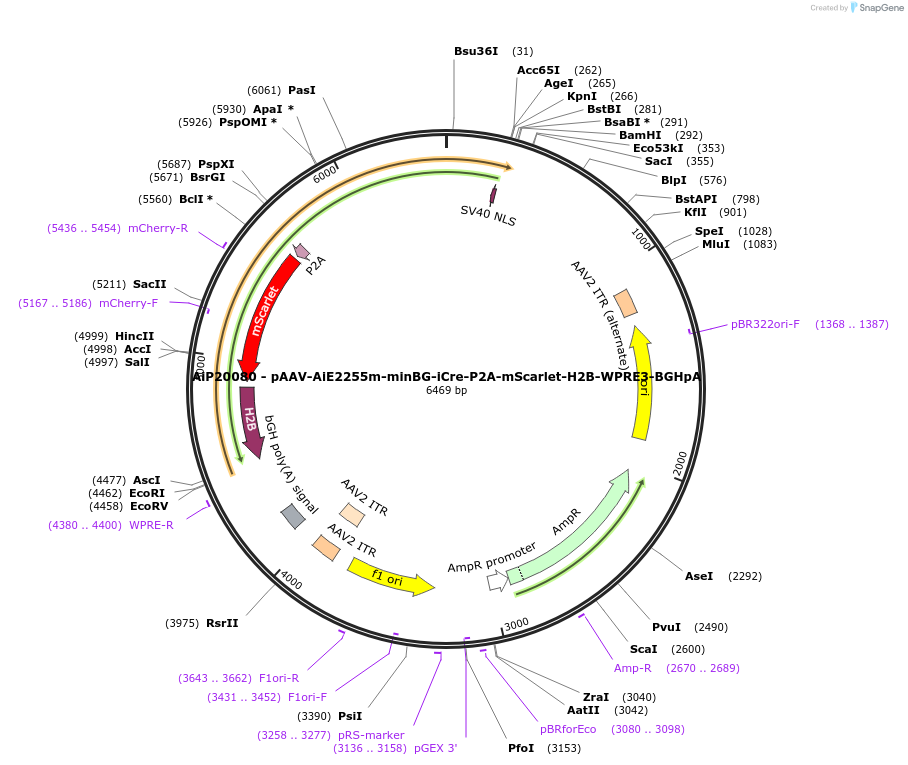 241623-plasmid-map-sequence-id-502304