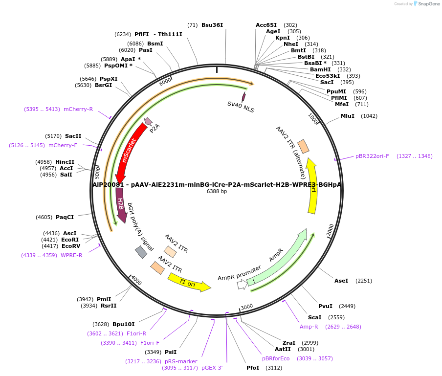 241624-plasmid-map-sequence-id-502305