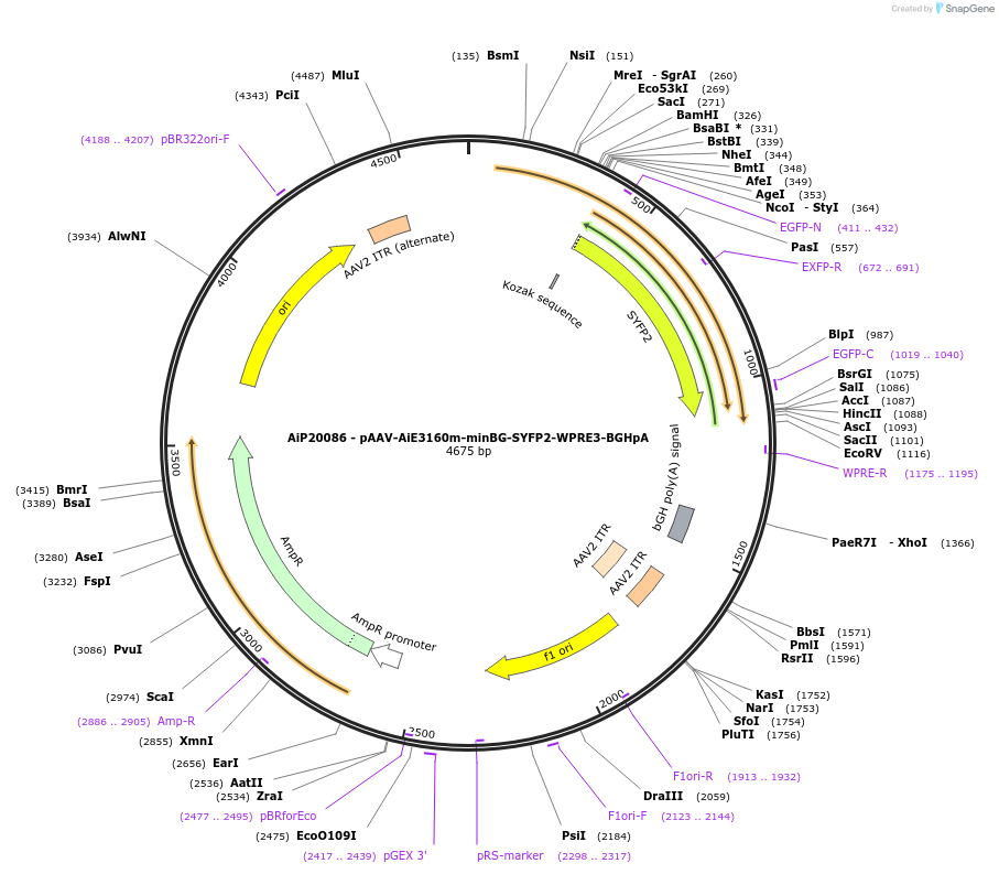 241627-plasmid-map-sequence-id-502307