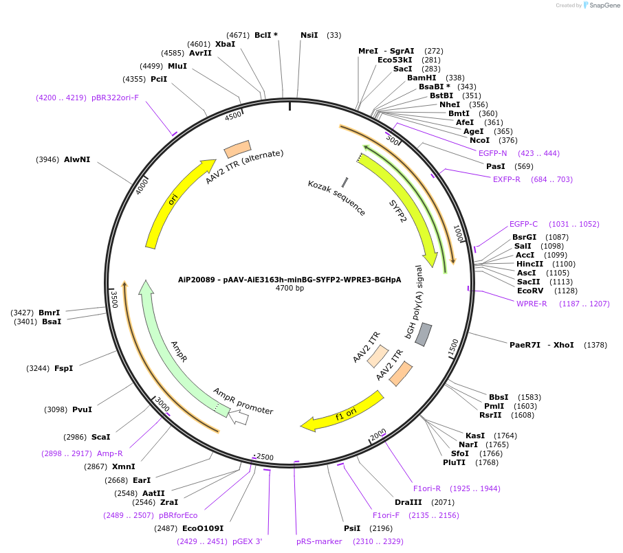 241630-plasmid-map-sequence-id-502308