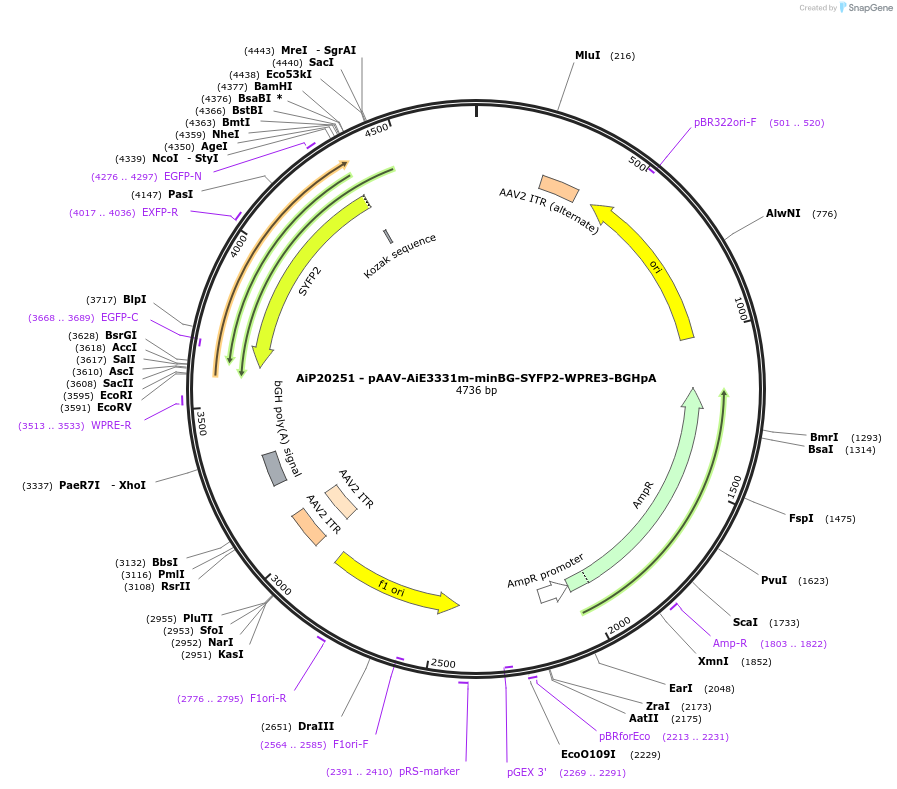 241637-plasmid-map-sequence-id-502311