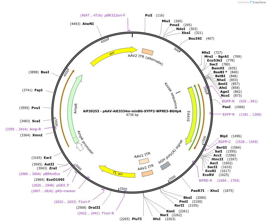 241639-plasmid-map-sequence-id-502312