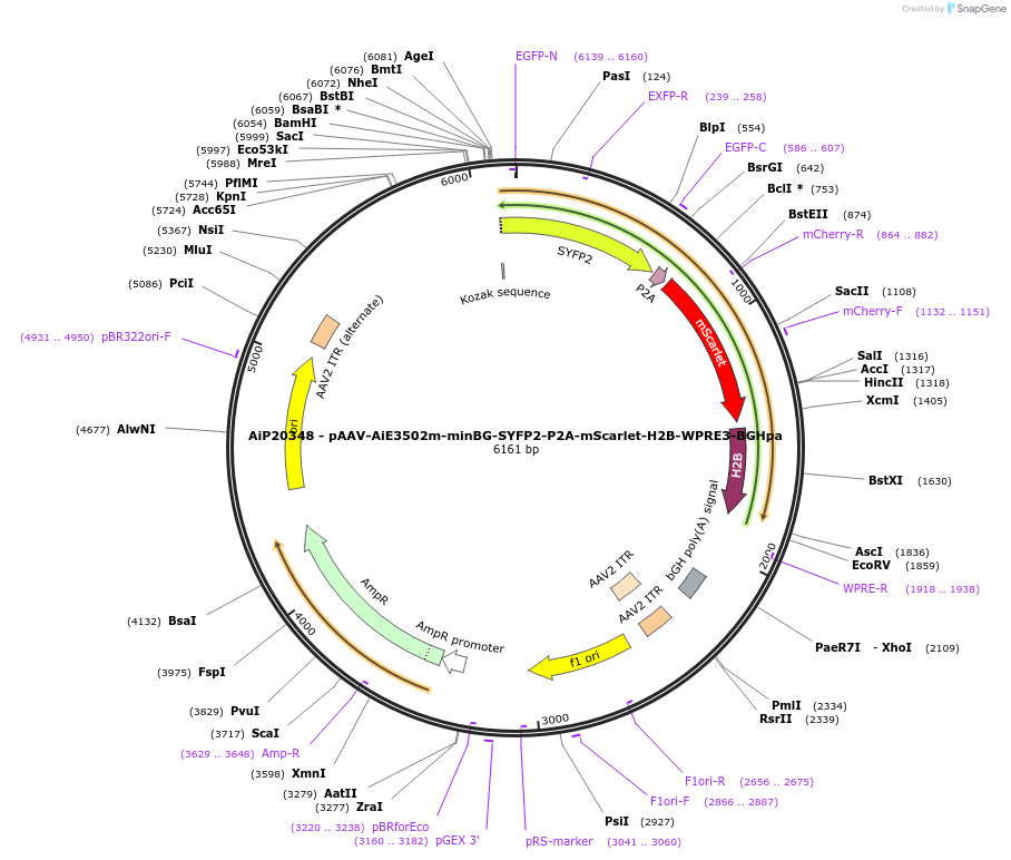 241642-plasmid-map-sequence-id-502313