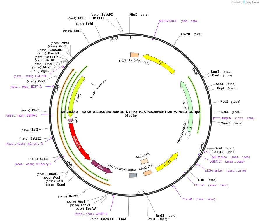 241643-plasmid-map-sequence-id-502314
