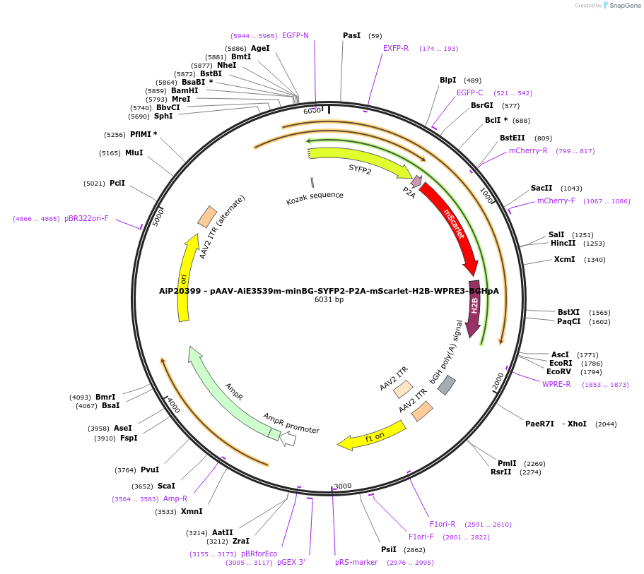 241645-plasmid-map-sequence-id-502316